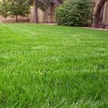 Газонная смесь из овсяниц "Festuca Blend" ("Фестука бленд") (20 кг) Газонная смесь из овсяниц "Festuca Blend" ("Фестука бленд") (20 кг)